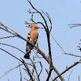 IMG_4629a