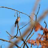 Linotte mélodieuse