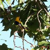 IMG_6810a