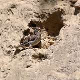 IMG_0428a