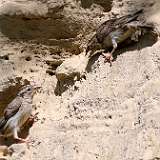 IMG_0429a