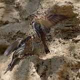 IMG_0433a