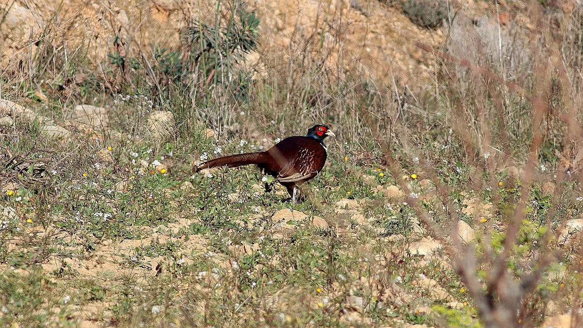 IMG_9917a
