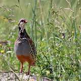IMG_0926a