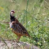 IMG_0930a