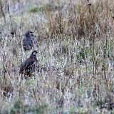IMG_3132aa