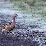 IMG_5461a