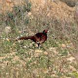 IMG_9917a