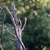 IMG_7241a