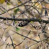 IMG_9742a