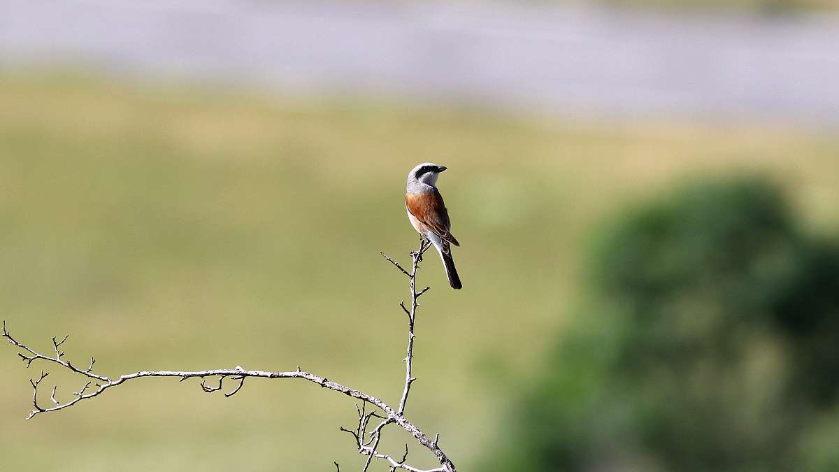 IMG_0856a
