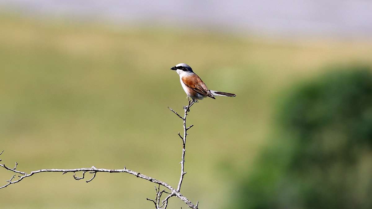 IMG_0857a