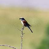 IMG_0849a