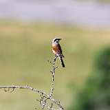 IMG_0856a