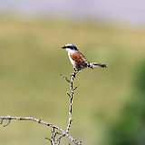 IMG_0857a