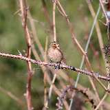 IMG_9915a