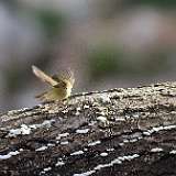 IMG_3137a