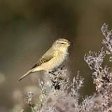 IMG_5007a