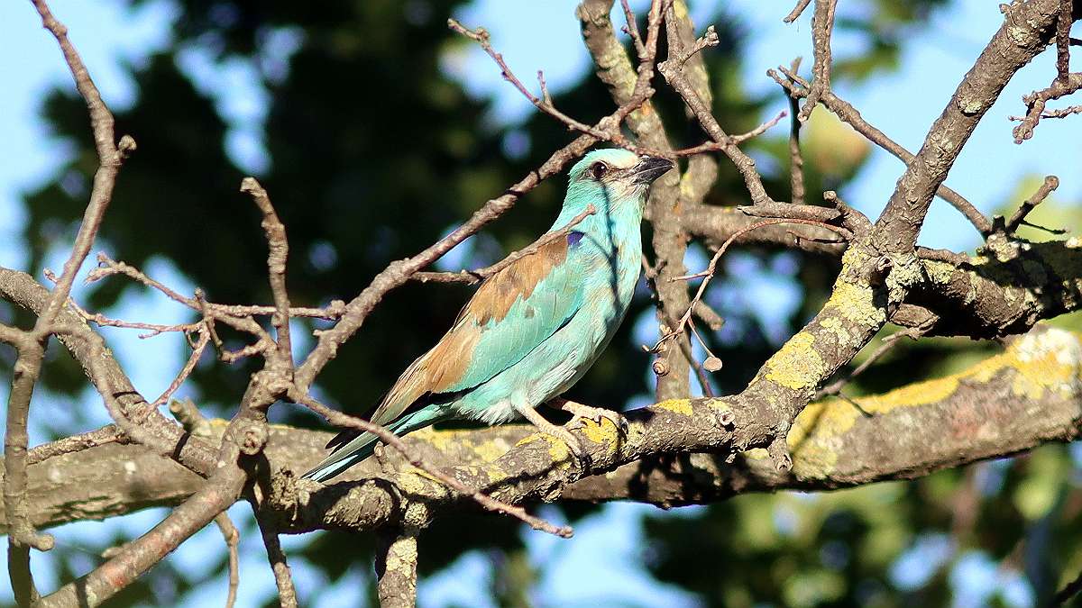 IMG_2108 - Copieaa