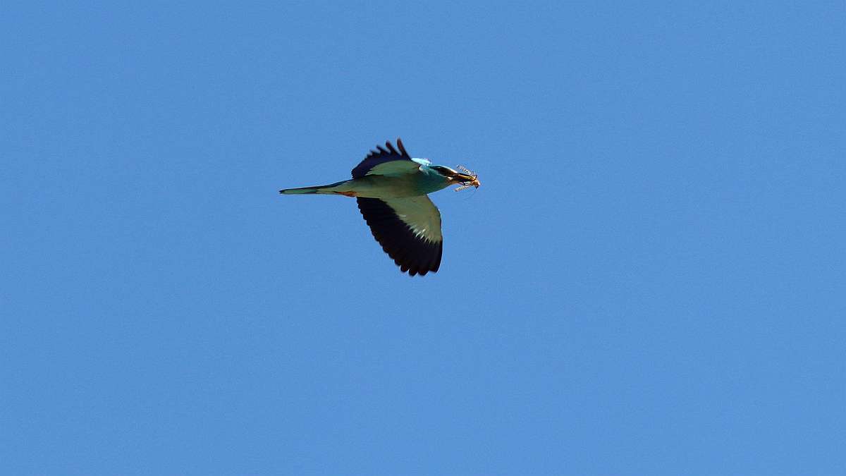 IMG_5968a