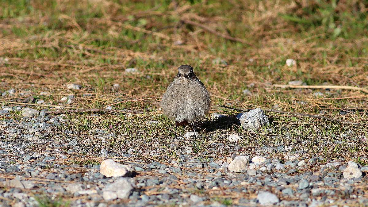 IMG_9865a