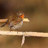 Rouge gorge et rouge queue