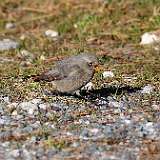 IMG_9868a