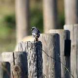 IMG_9871a