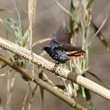 IMG_9981a