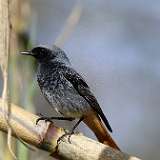 IMG_9986a