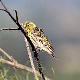 IMG_4655a