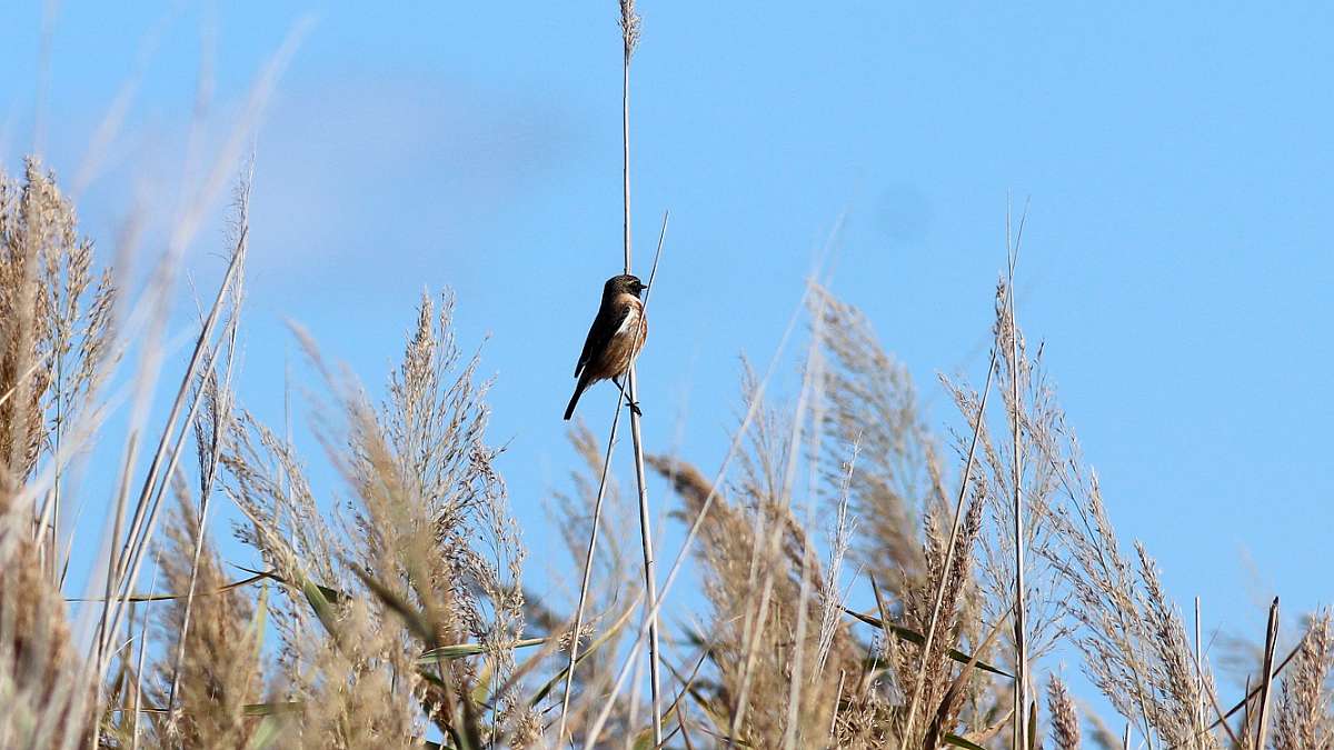 IMG_4514a