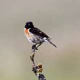 IMG_9075a