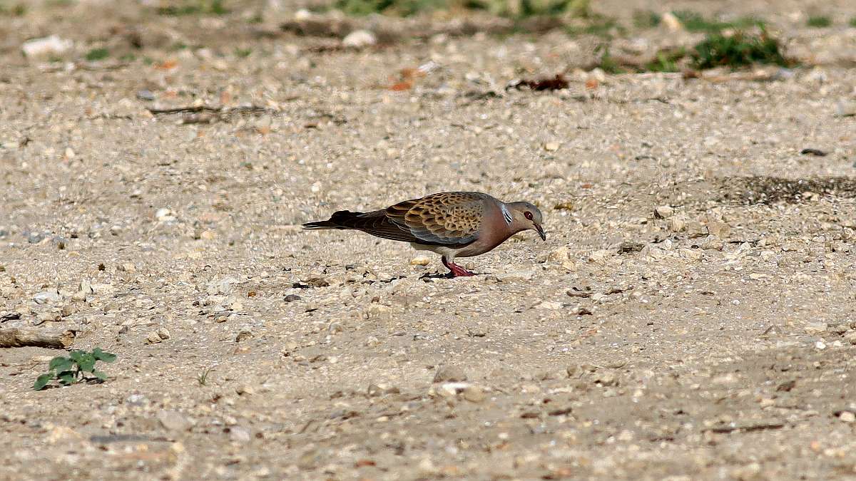 IMG_0987a