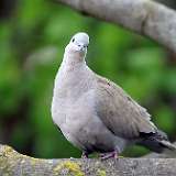 Tourterelles et pigeons