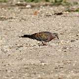 IMG_0987a