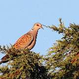 IMG_2113aa