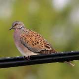 IMG_2140aaa