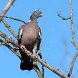 IMG_6464a