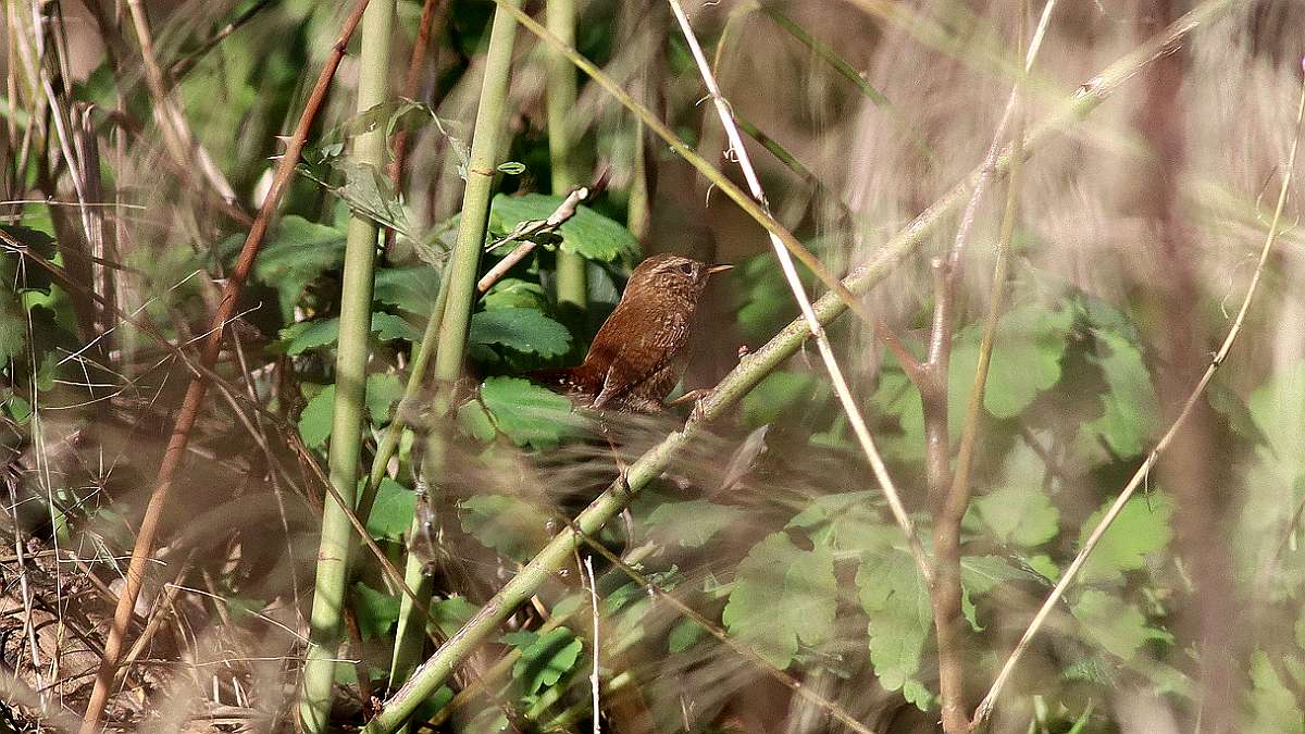 IMG_9776a