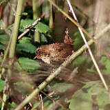 IMG_9775a