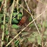 IMG_9776a