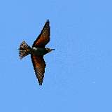 IMG_3674a