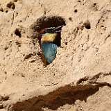 IMG_7379a