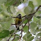 IMG_0262a
