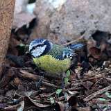 IMG_4483a
