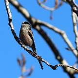 IMG_7478a