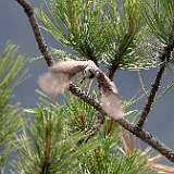 IMG_8929a