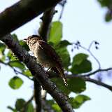IMG_0274a