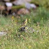 IMG_0697a